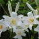 Лилии трубчатые – выращиваем королевский сад своими руками Королевская лилия цветок